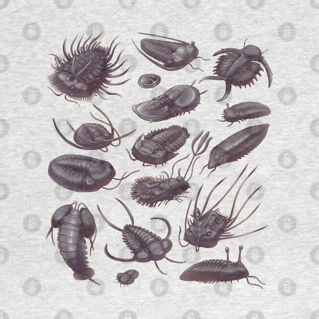 Trilobite Fossils by Wagglezags